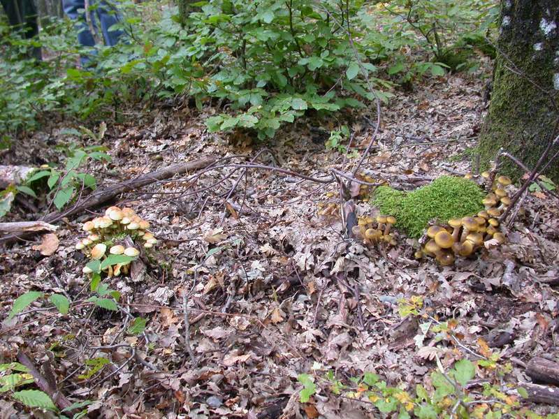 Hypholoma fasciculare. Tossico.