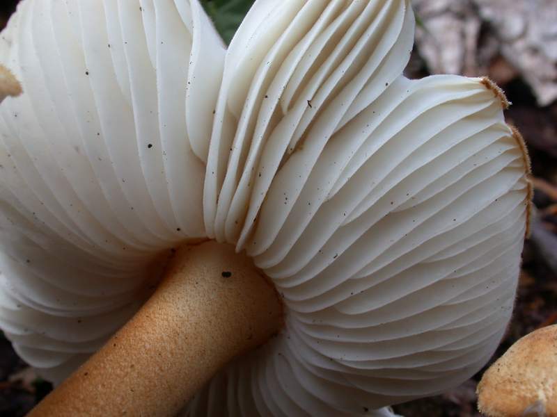 Oudemansiella longipes ?