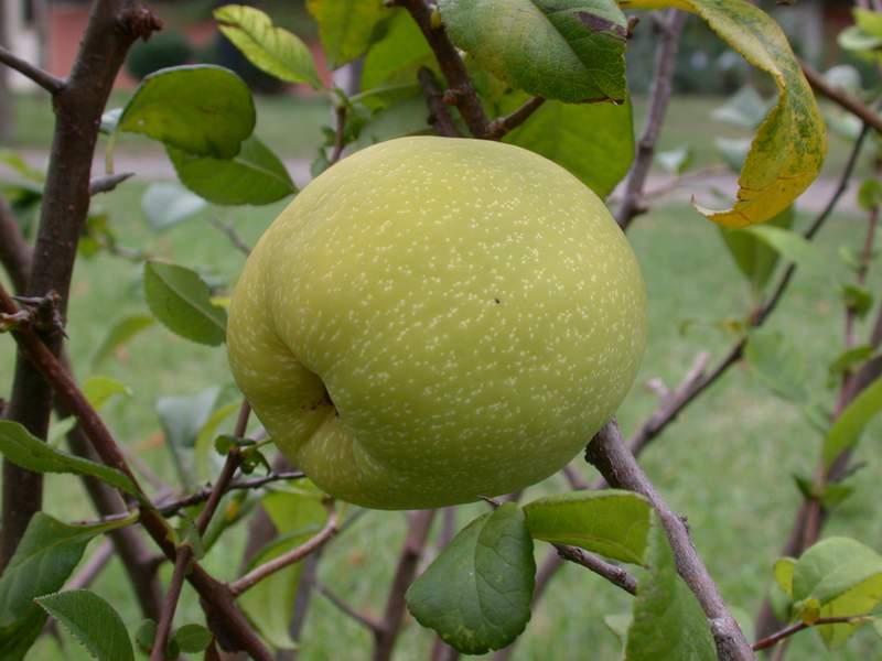 Chaenomeles japonica = Cotogno da fiore