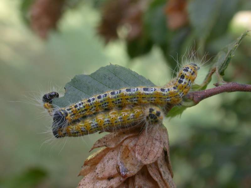 Bruchi di Phalera bucephala