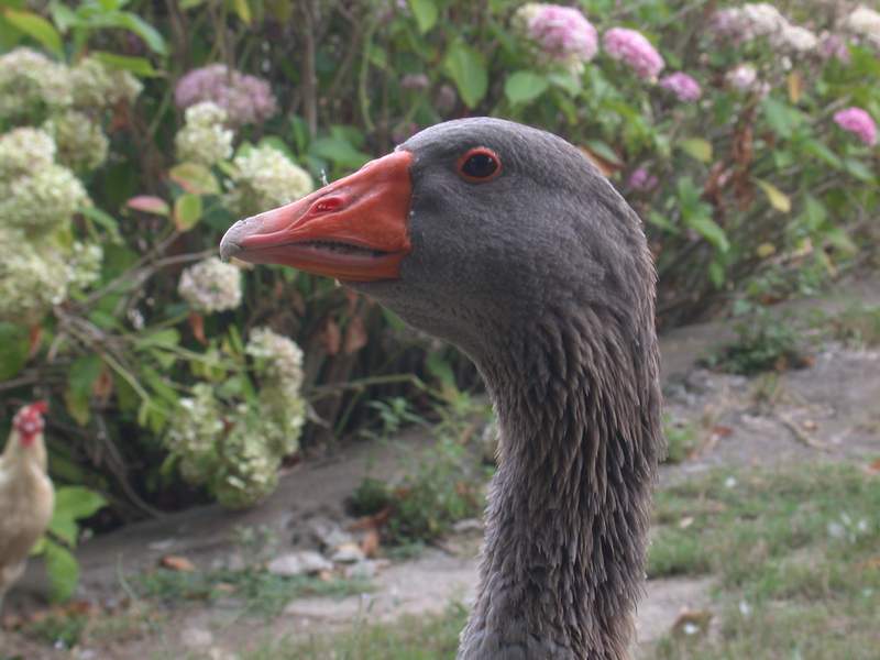 Animali da cortile