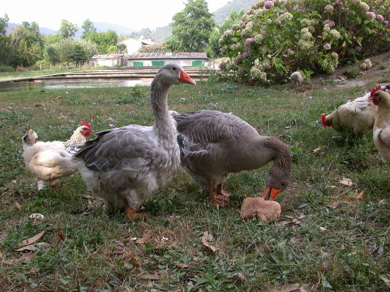 Animali da cortile