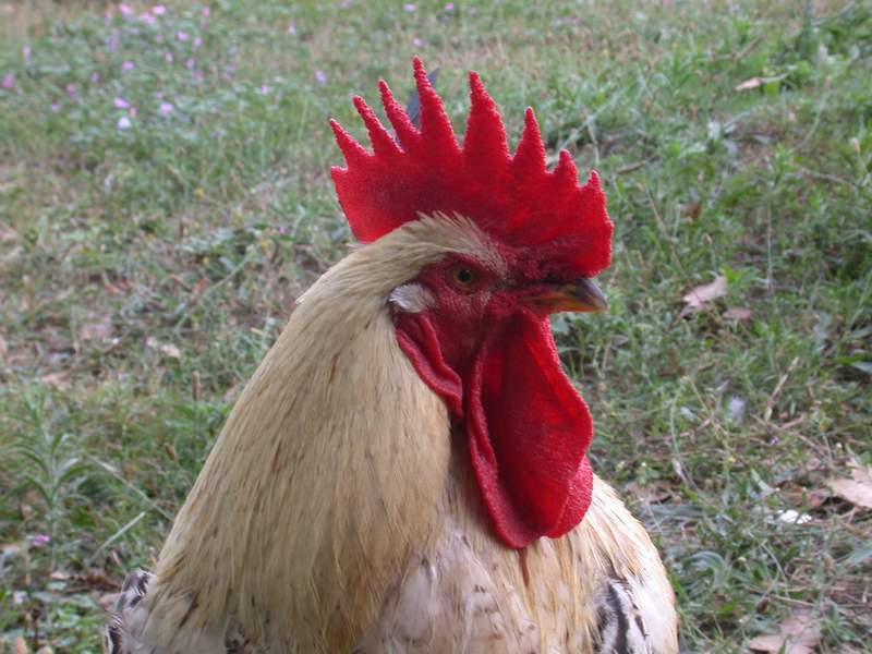 Animali da cortile