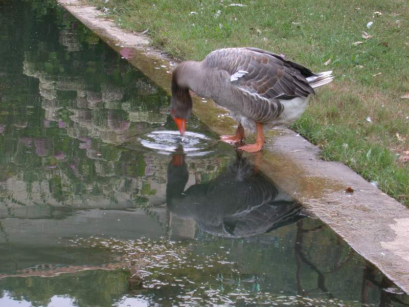 Animali da cortile