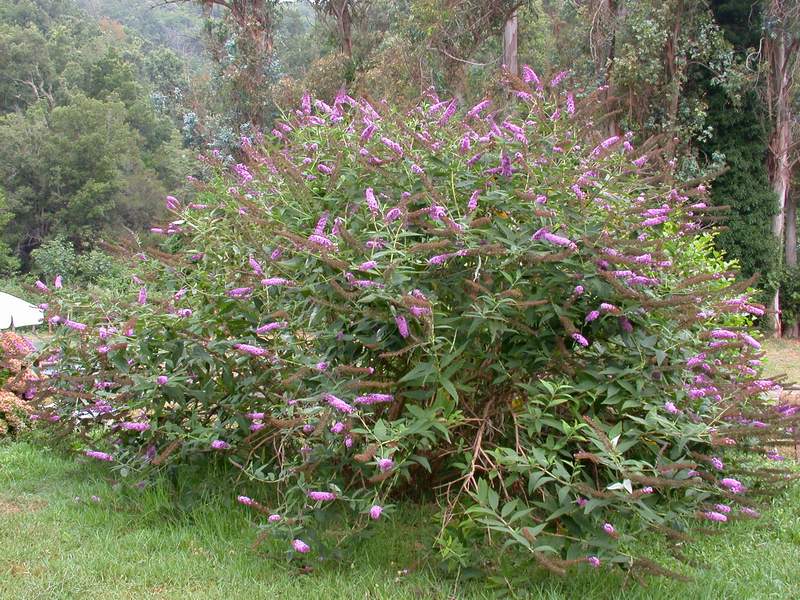 L''albero delle farfalle: la Buddleia davidii