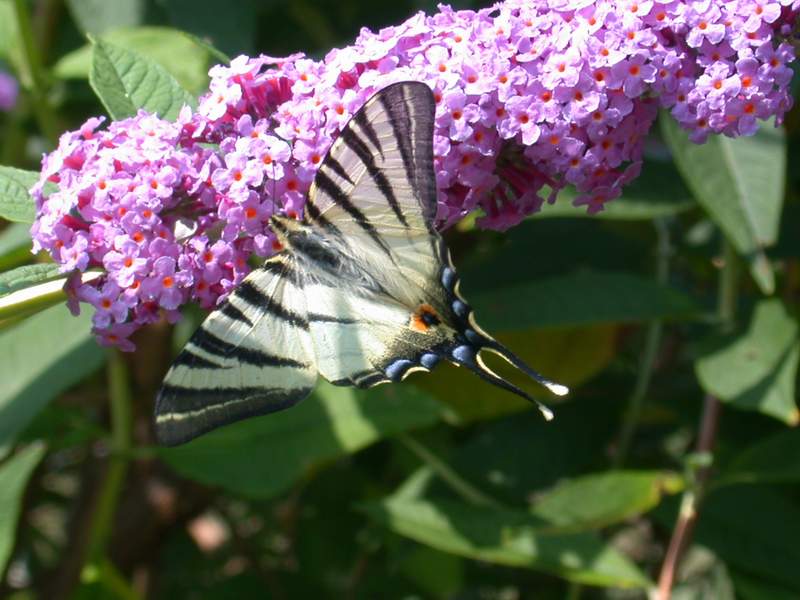 L''albero delle farfalle: la Buddleia davidii