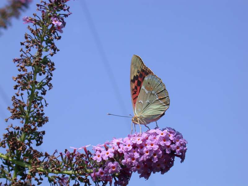 L''albero delle farfalle: la Buddleia davidii