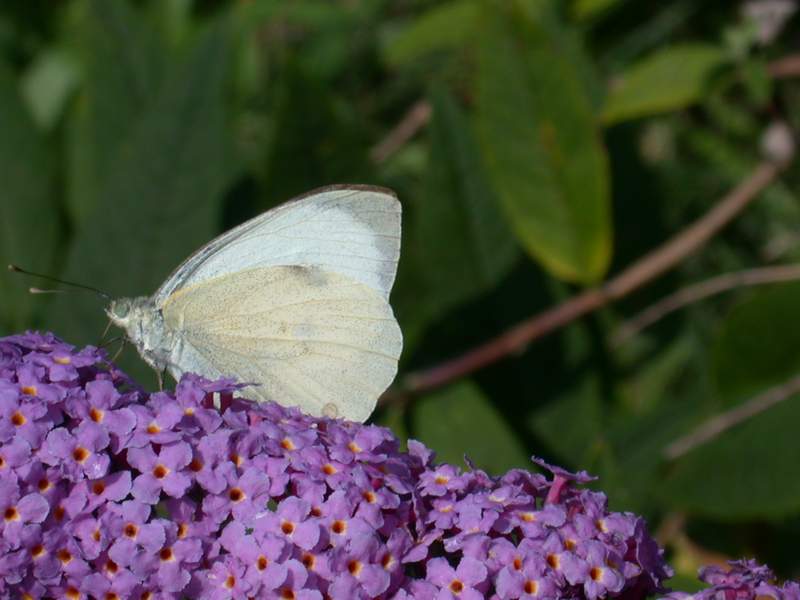 L''albero delle farfalle: la Buddleia davidii