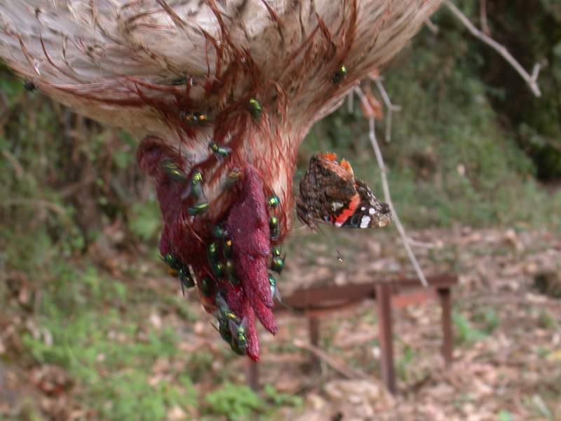 L''albero delle farfalle: la Buddleia davidii