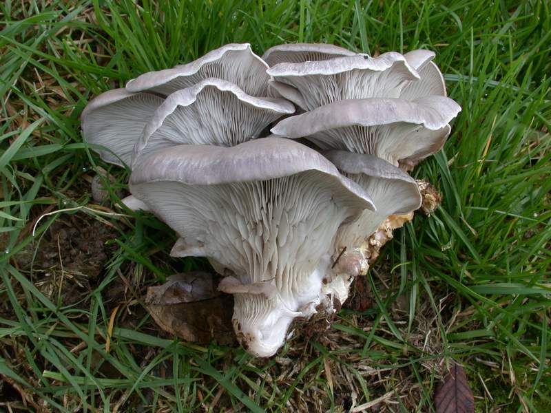 Ancora Pleurotus ostreatus