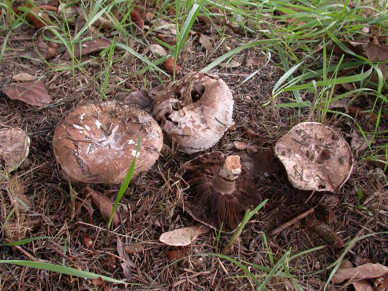 Ultimo ritrovamento...(cfr. Agaricus subperonatus)