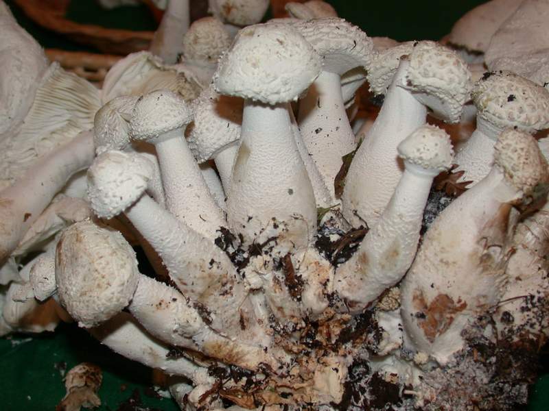 Leucocoprinus cretatus