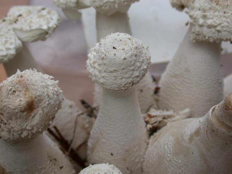 Leucocoprinus cretatus