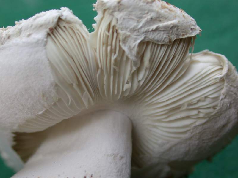 Leucocoprinus cretatus