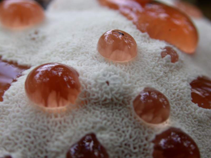 Abortiporus biennis.