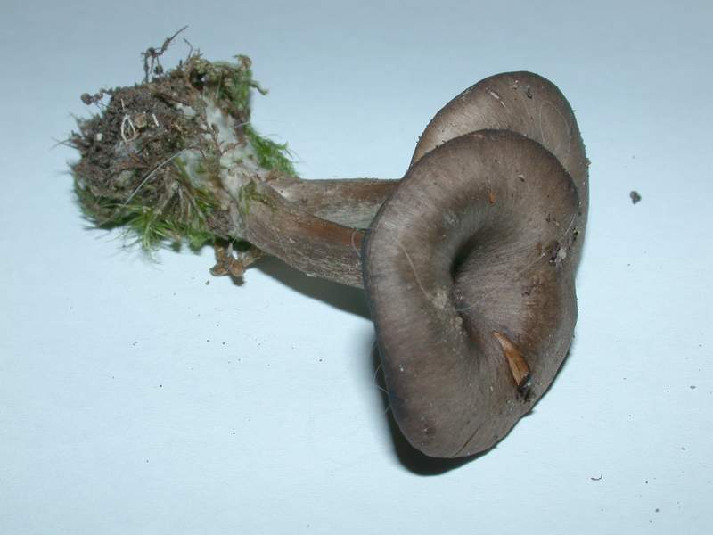 Pseudoclitocybe obbata    (Fr.)     Singer