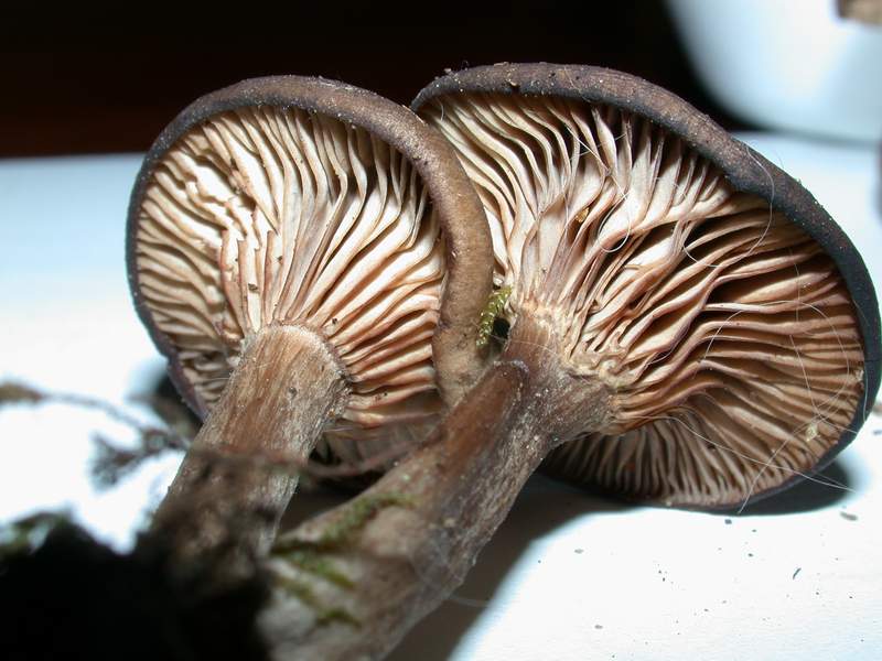 Pseudoclitocybe obbata    (Fr.)     Singer