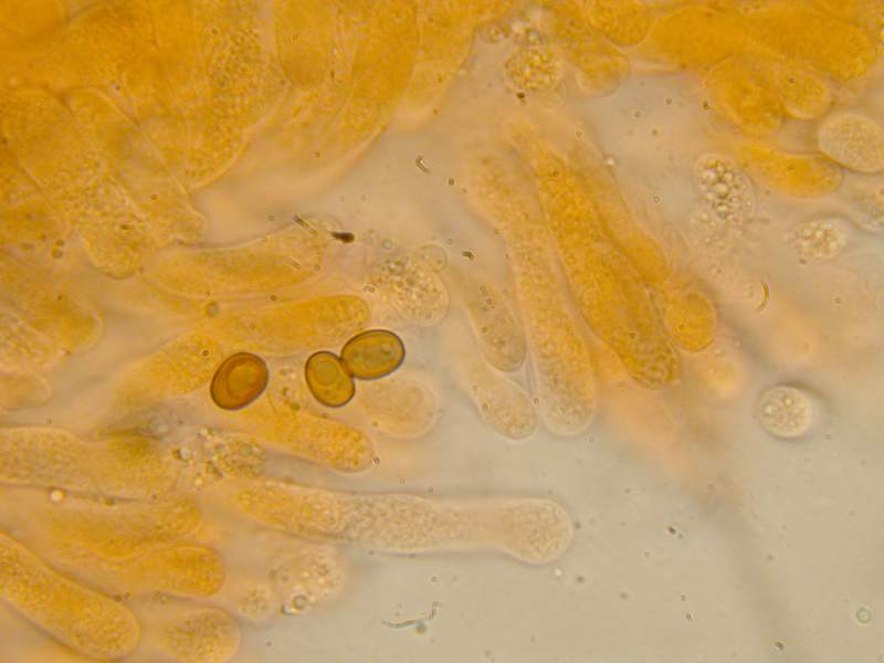 Pseudoclitocybe obbata    (Fr.)     Singer
