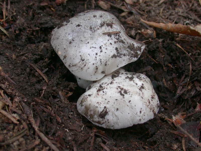 .....il marzuolo , il dormiente e Vallombrosa.