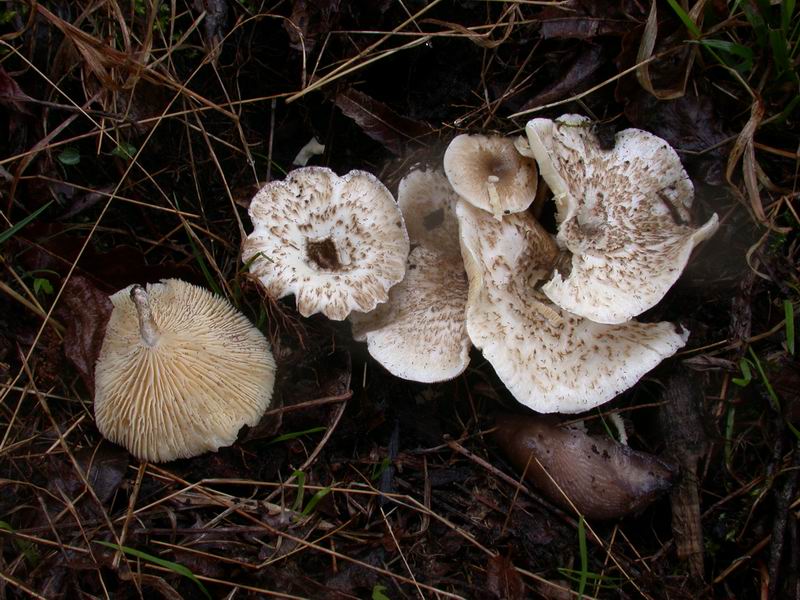Lentinus tigrinus