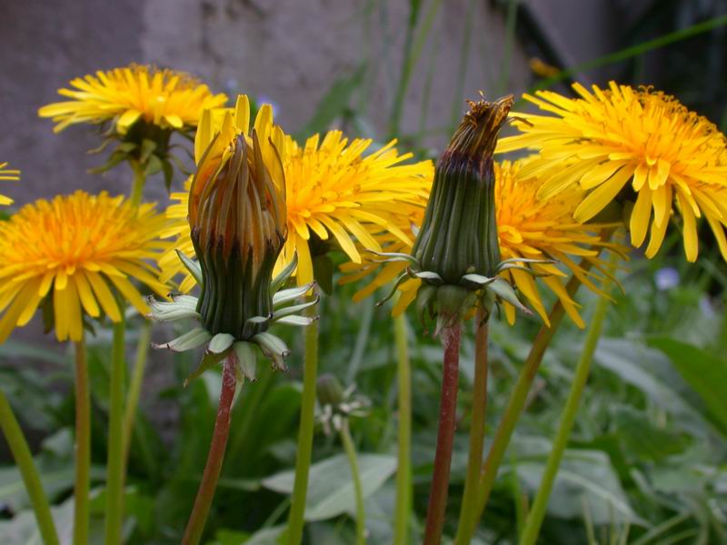 Taraxacum  sp.