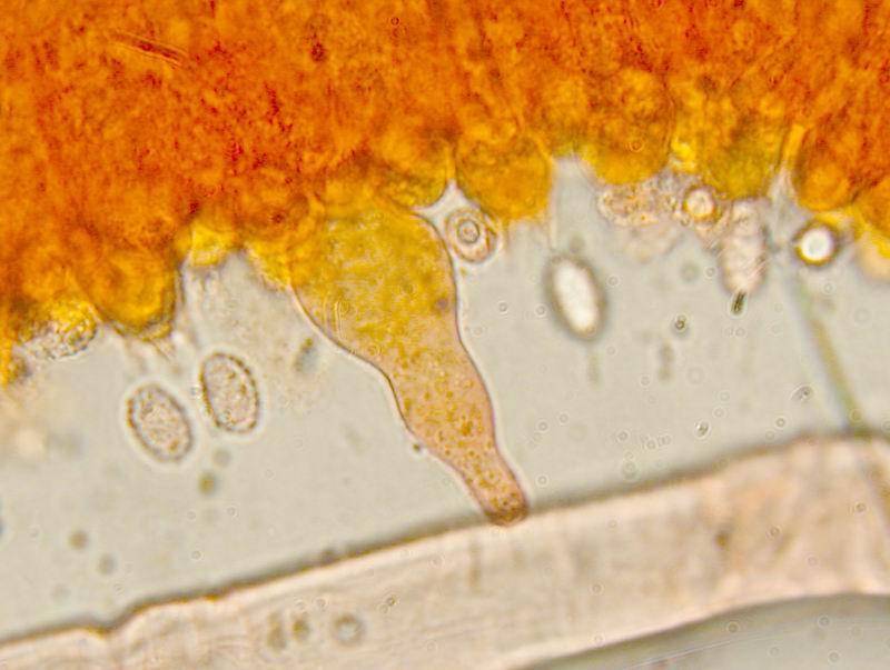 Melanoleuca cognata