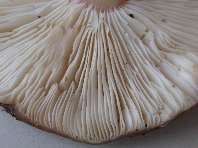 Melanoleuca cognata