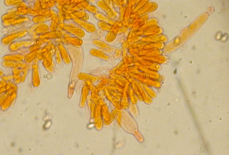 Melanoleuca cognata