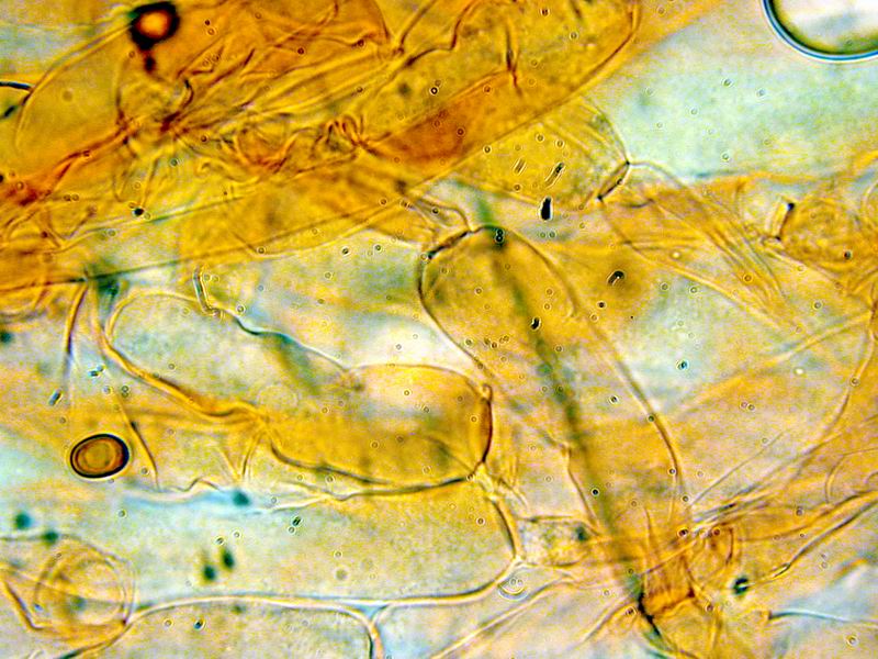 Nel Parco sotto casa...