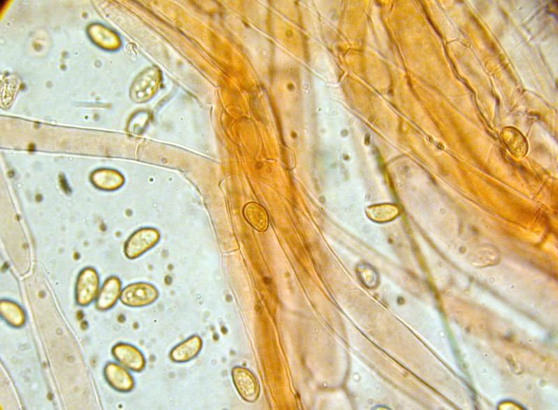 Agrocybe cylindracea