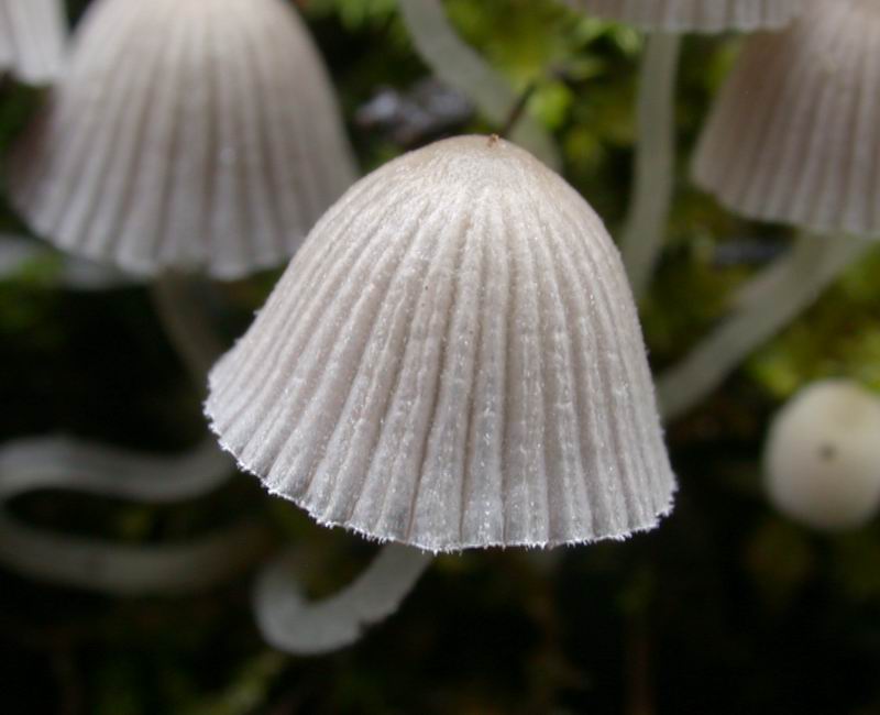 Coprinus disseminatus