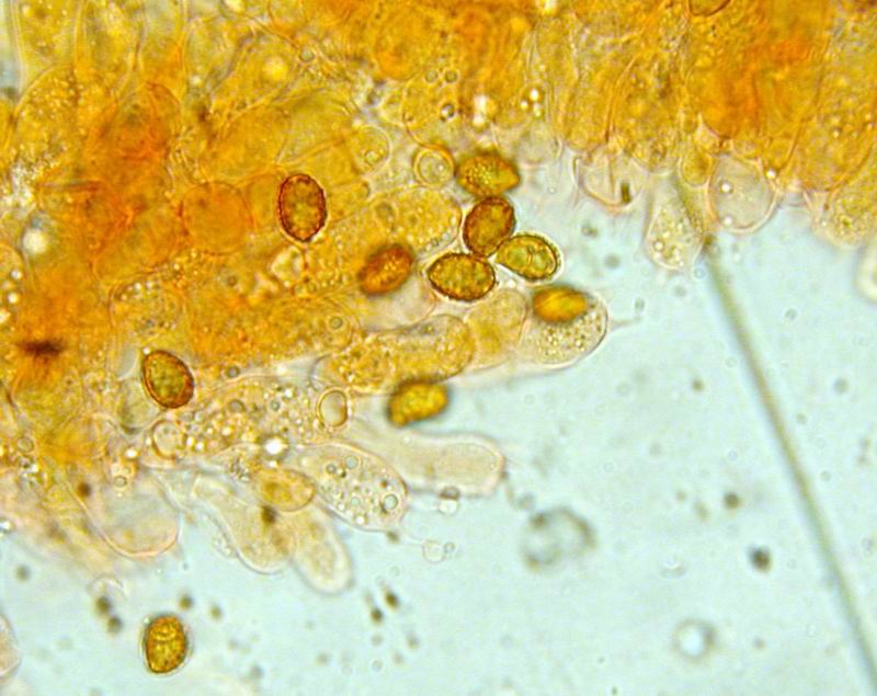 Mycoflora toscana - Cortinarius vernus