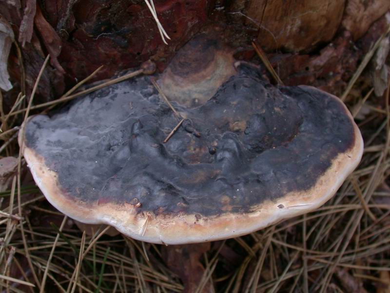 Mycoflora toscana: Fomitopsis pinicola