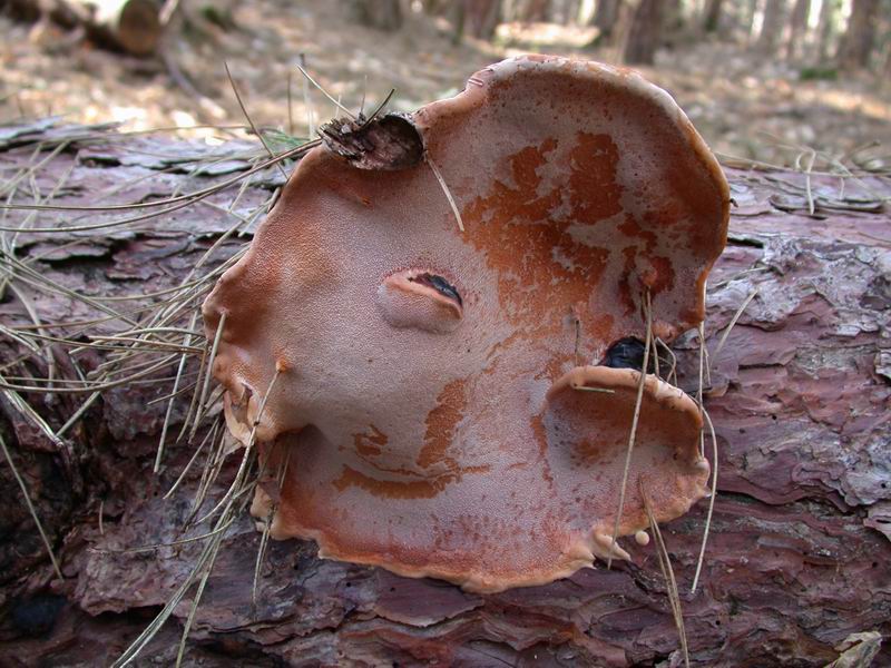 Mycoflora toscana: Fomitopsis pinicola