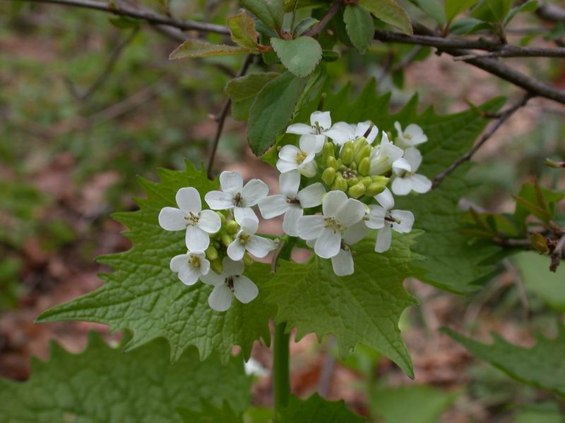 Alliaria petiolata