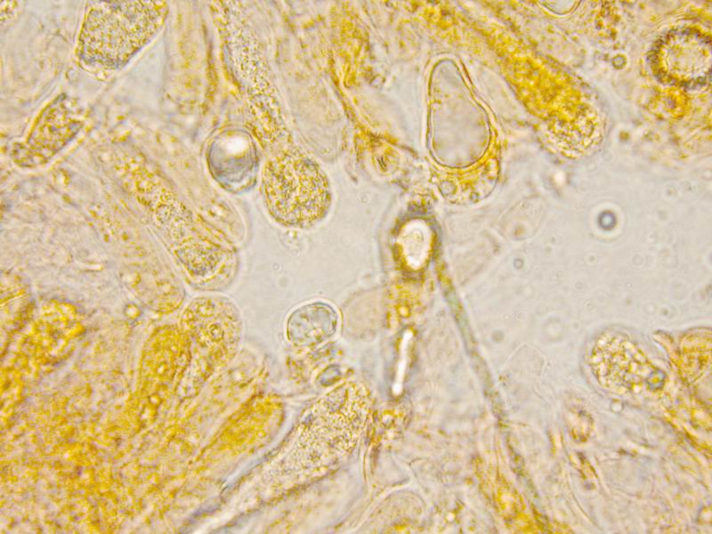 Una  Amanita.......forse mairei.