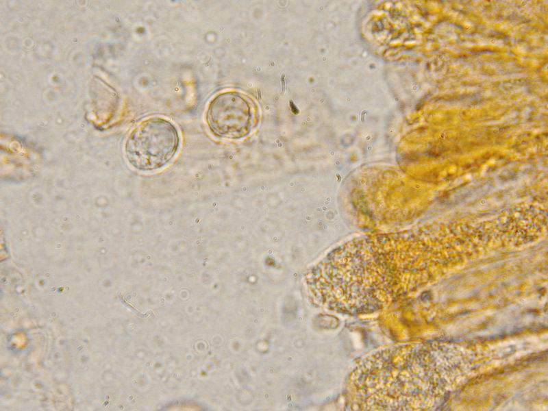 Una  Amanita.......forse mairei.