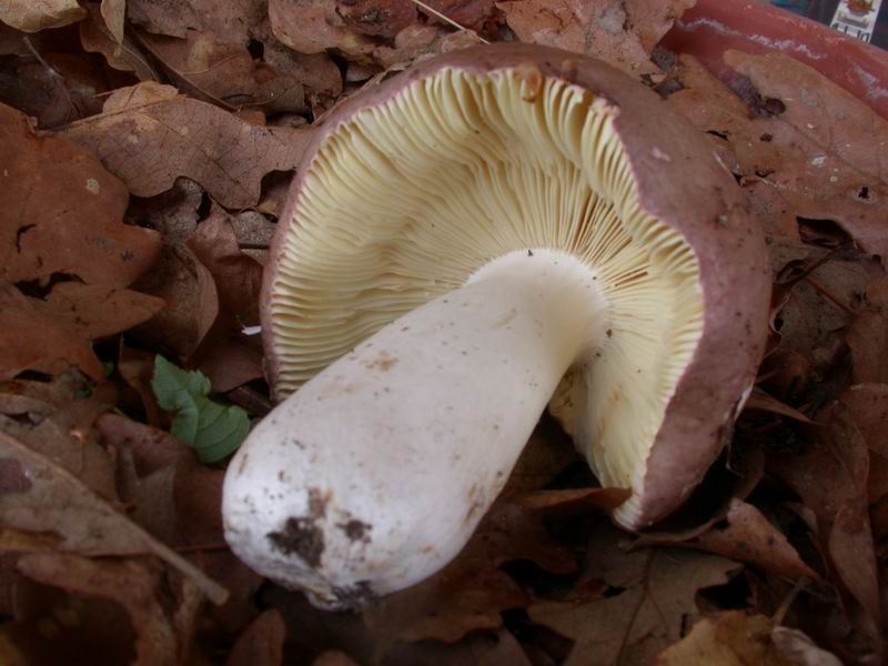 Russula.....