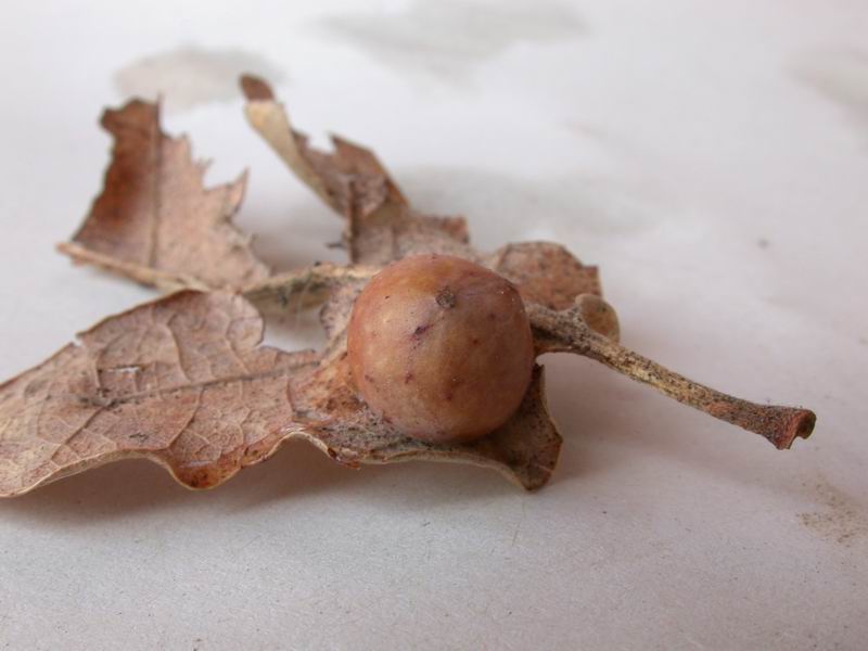 Galla: Cynips quercusfolii