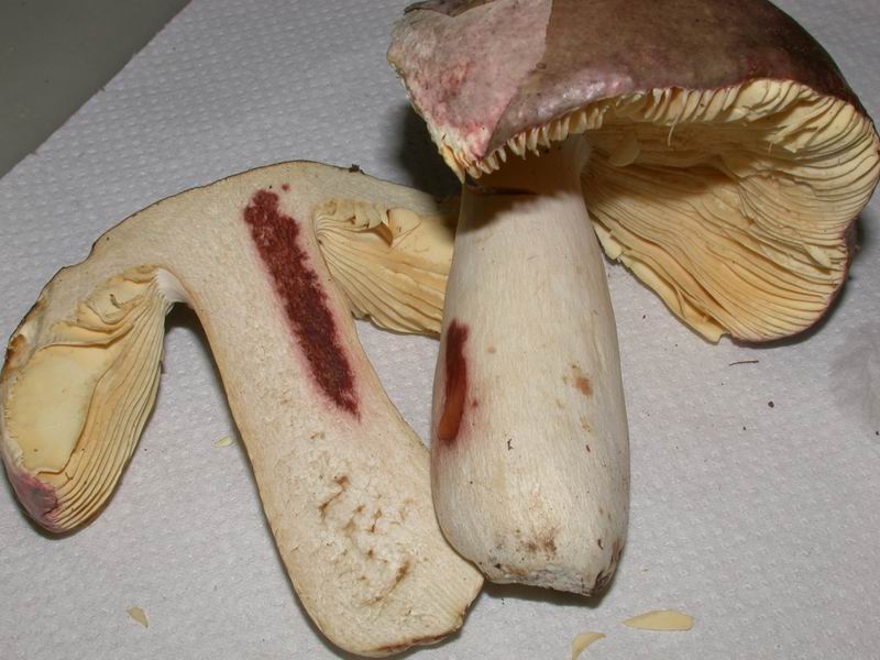 Russula.....
