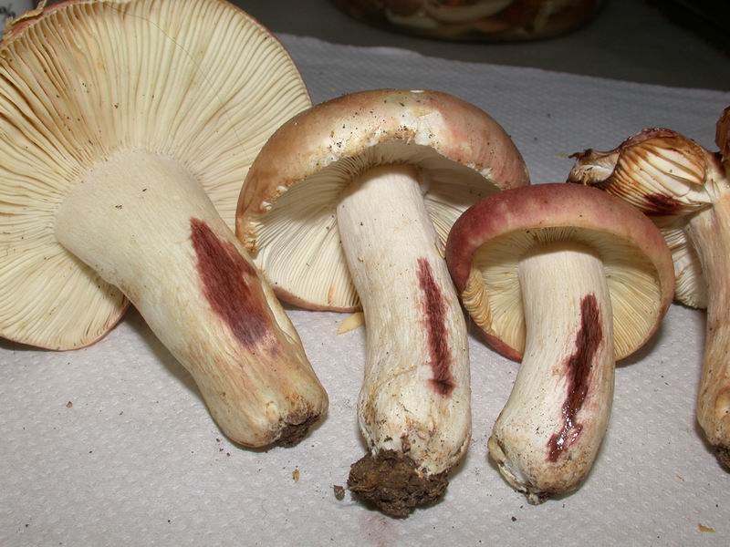 Russula 3 ....