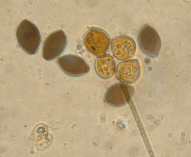 Non saprei...(Panaeolus sp.)