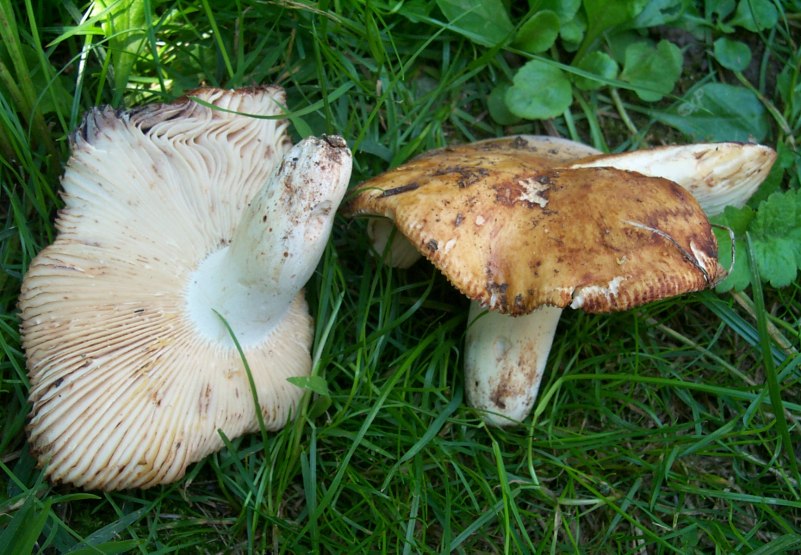 Russula fragrantissima