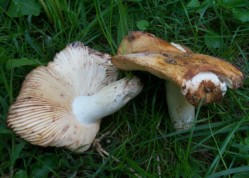 Russula fragrantissima