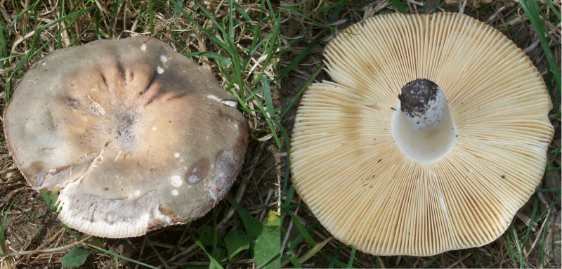 Russula ochrospora. Buona.