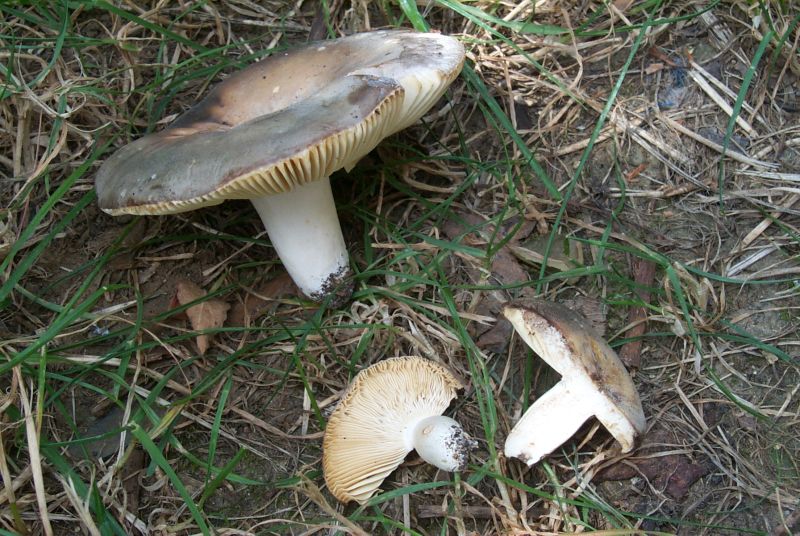 Russula ochrospora. Buona.