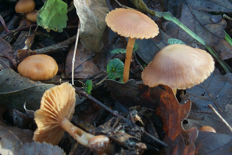 oggi: velutipes, nebularis e ...