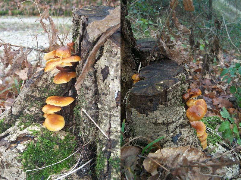 oggi: velutipes, nebularis e ...