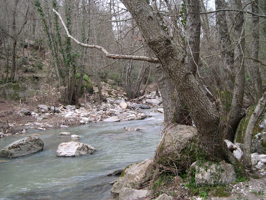 Determinazione tipologia alberi
