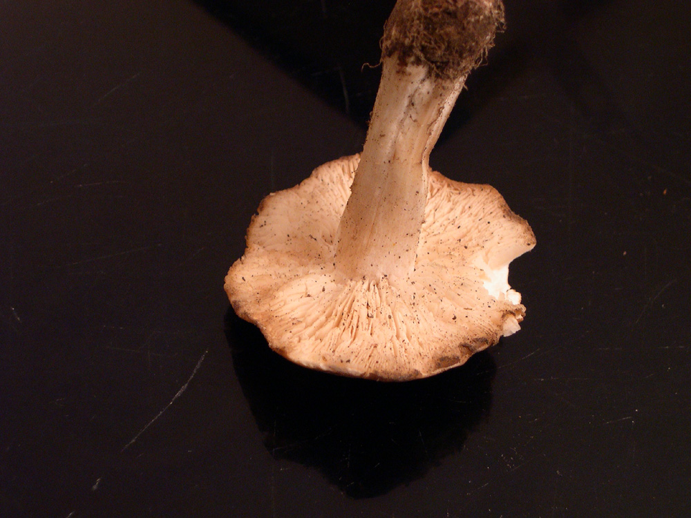 Calocybe gambosa